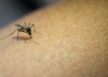 Casos de dengue crescem mais de 800% no RN