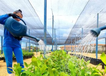 Projeto distribui mudas de cajueiro cultivadas por presidiárias de Mossoró