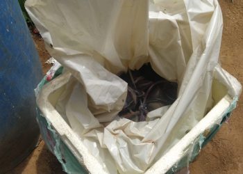 Catador encontra bolsas de sangue na rodoviária de Mossoró/RN