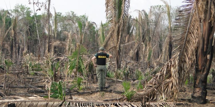 Mossoró recebe uma de cada cinco multas do Ibama no RN