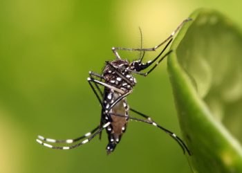 Governo do RN decreta epidemia de dengue no estado