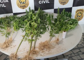 Polícia apreende pés de maconha em residência em Mossoró