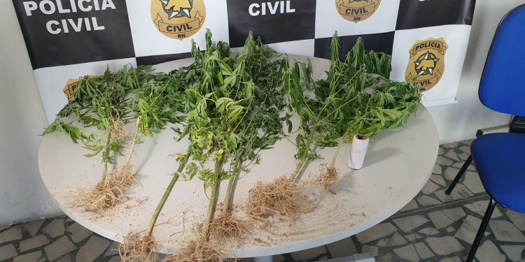 Polícia apreende pés de maconha em residência em Mossoró