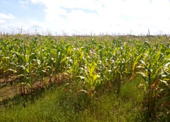 Excesso de chuvas compromete lavouras na zona rural de Mossoró