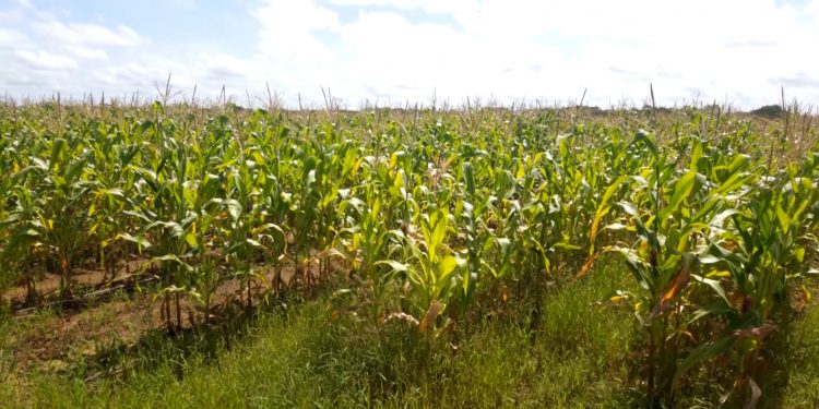 Excesso de chuvas compromete lavouras na zona rural de Mossoró