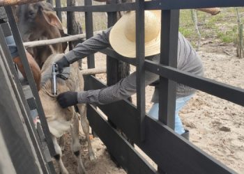 Termina amanhã prazo para vacinar rebanho contra febre aftosa