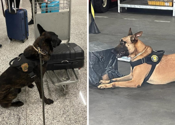 Irmãos contra o crime: conheça Ice e Iron os cães farejadores da PF do RN