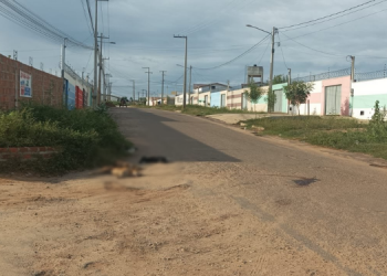 Ônibus escolar em alta velocidade atropela e mata três cachorros