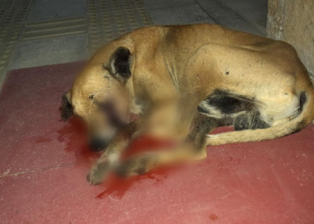 Estudantes resgatam cachorro baleado na UERN