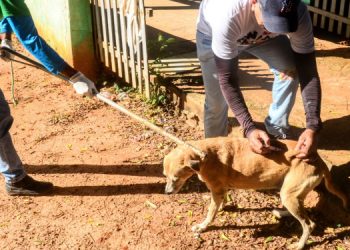 Centro de Zoonoses disponibiliza dez pontos para vacinação antirrábica em Mossoró