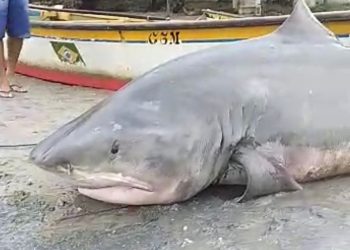 Tubarão tigre é capturado na praia de Barreiras em Macau
