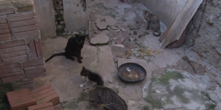 Moradores denunciam mortes de gatos no Alto de São Manoel