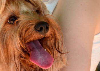 Mossoró tem 11 pontos de vacinação antirrábica nesta sexta-feira (05)