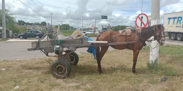 Mulher morre após bater em carroça em Mossoró