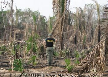 Mossoró lidera índice de desmatamento no RN