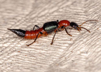 Mossoró vive uma invasão de potó; Saiba como prevenir