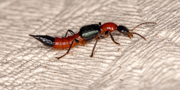 Mossoró vive uma invasão de potó; Saiba como prevenir