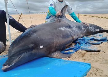 Golfinho encalhado é resgatado em praia do RN