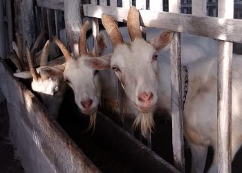 Manteiga ghee do interior do RN é uma das melhores do mundo