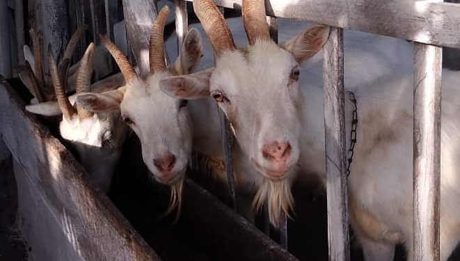 Manteiga ghee do interior do RN é uma das melhores do mundo