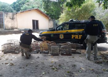 PRF resgata 189 aves silvestres em Macaíba