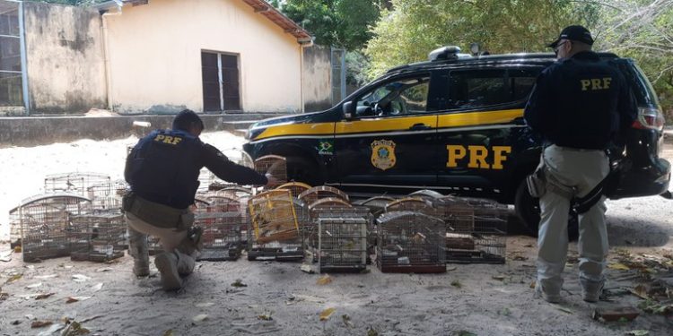 PRF resgata 189 aves silvestres em Macaíba
