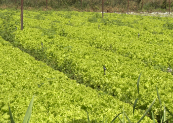 Produtores de Mossoró apostam na produção de hortaliças orgânicas em grande escala