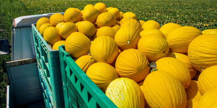 Safra do Melão 2022 sofre com chuva e falta de transporte