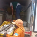 Em fiscalização, 670 kg de peixe são apreendidos por falta de registro