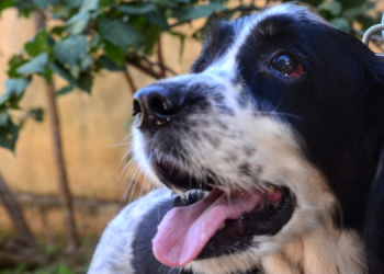 CCZ disponibiliza vacina antirrábica para animais que não foram vacinados durante campanha