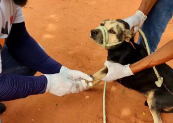 Vigilância Sanitária de Mossoró investiga doença em cães da Zona Rural