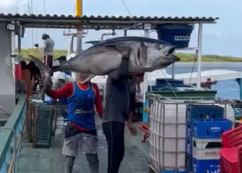 Atum de 100kg pescado em Areia Branca vai virar sushi em São Paulo