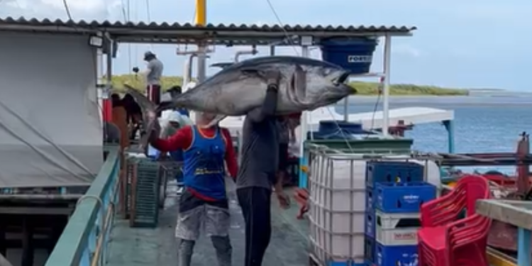 Atum de 100kg pescado em Areia Branca vai virar sushi em São Paulo