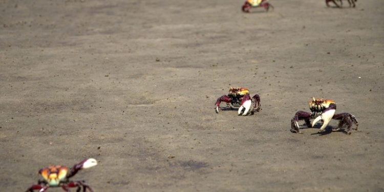 Idema alerta para período de reprodução dos caranguejos