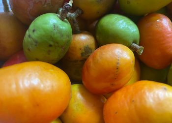Quem tem Seriguela? Pesquisa pode desenvolver planta que produzirá fruta fora da temporada