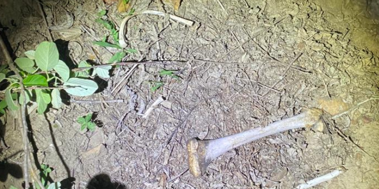 Quatro ossadas são encontradas em mata na zona rural de Lagoa Salgada