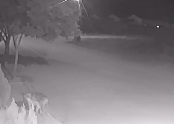 Dona de poodle atacado por pitbull mestiço lamenta morte de animal