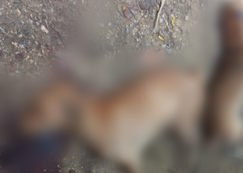 Polícia prende suspeito de maus-tratos a animais em Governador Dix-Sept Rosado