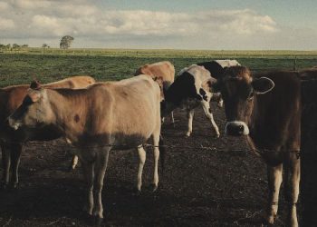 Saiba como proteger o gado de raios e evitar acidentes na zona rural 