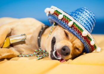 Conheça receita de como curar ressaca pós-folia de Carnaval