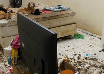 Quase um ano após resgate, justiça determina que cachorros do Abolição sejam entregues para mãe  de ex-tutora