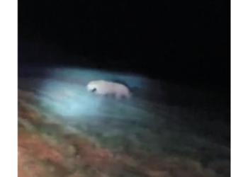 Vídeo que mostra onça não foi gravado em Baraúna, diz Polícia Ambiental