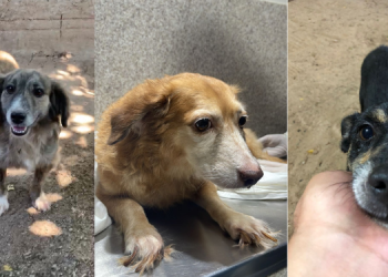 Justiça reverte decisão e animais do Abolição não serão devolvidos à mãe da ex-tutora