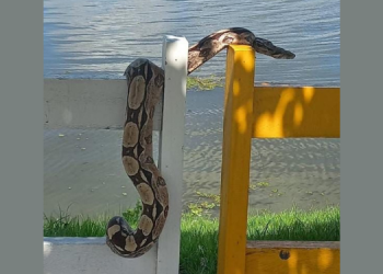 Jiboia é vista passeando no Calçadão da Lagoa de Apodi