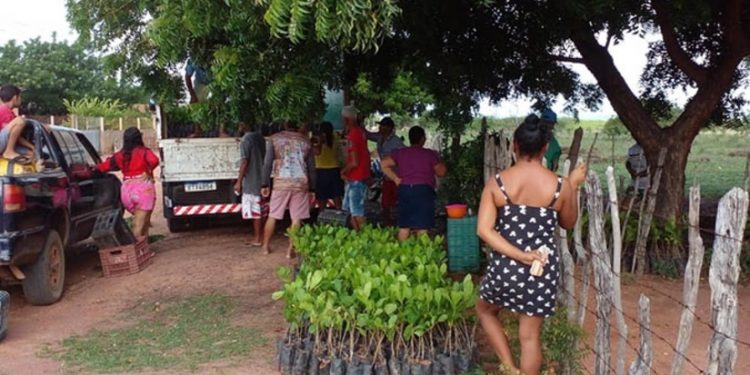 Mudas de cajueiro são distribuídas na zona rural de Mossoró