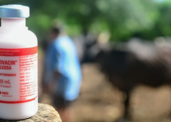 Prefeitura divulga calendário da 1ª etapa de vacinação contra a febre aftosa