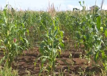 Com inverno favorável, agricultores esperam boa colheita em 2023