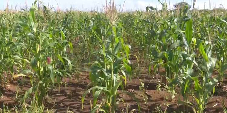 Com inverno favorável, agricultores esperam boa colheita em 2023