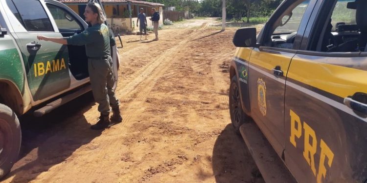 Nove pessoas são presas e mais de mil arribaçãs são apreendidas no interior do RN