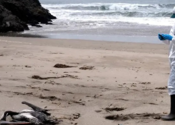 Aves mortas encontradas no litoral potiguar não estavam com H5N1, apontam exames